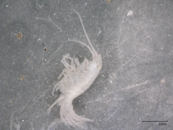Media type: image; Invertebrate Zoology 149968